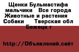 Щенки Бульмастифа мальчики - Все города Животные и растения » Собаки   . Тверская обл.,Бежецк г.